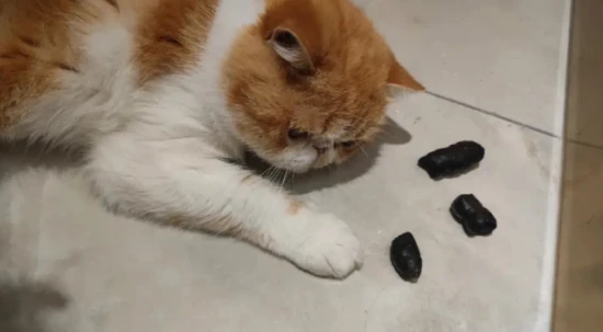 What can I feed my cat to improve the smell of its poop?