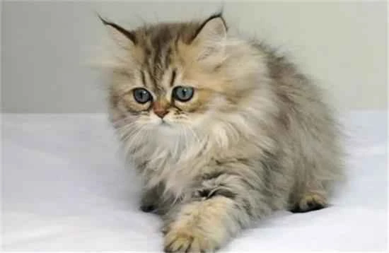 Why don't male cats attack female cats?