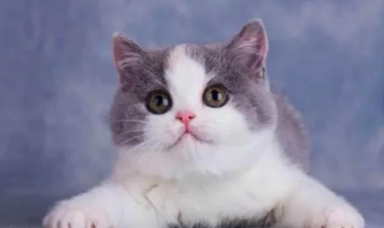 How to stop a cat from howling at night?