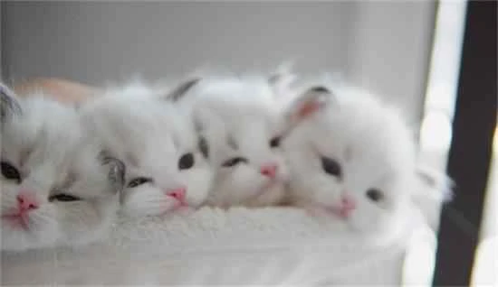 Feeding methods for kittens aged 1 to 2 months