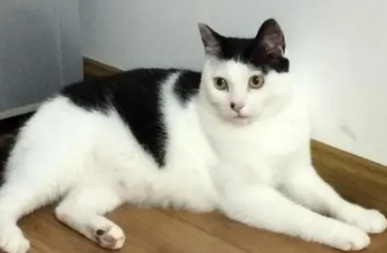 Will cats get cold on the balcony in winter?