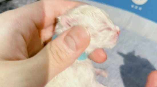 What to do if a newborn kitten won't nurse?