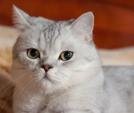 How often should cats be dewormed (both internal and external)?