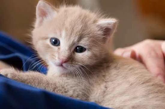 What does it mean when a cat licks your face? It means the cat likes you.