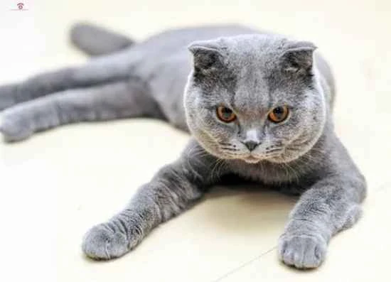 How many hours a day should a cat sleep to be considered normal?