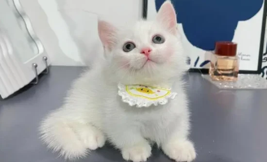 What are the benefits of grooming your pet cat?