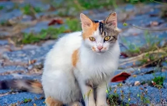 Can cats eat sunflower seeds?