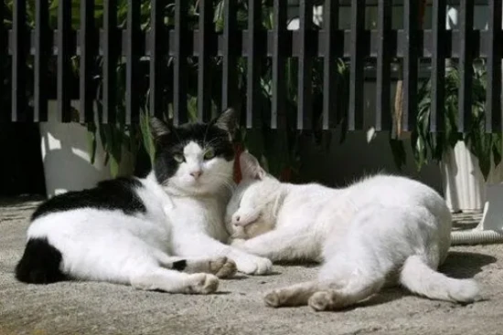 “土猫”和“宠物猫”有哪些区别？