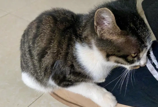 Why do cats always step on people?