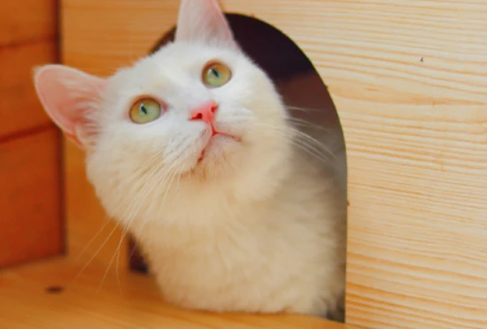 Do cats or dogs have better eyesight?