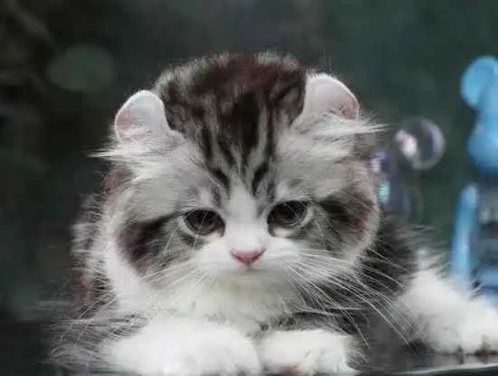 What causes feline incontinence?