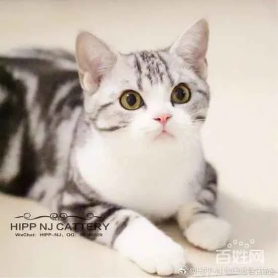 Why does my cat keep vomiting? What are the reasons for my cat's frequent vomiting?