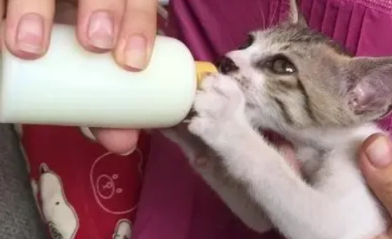 Best time and precautions for kittens to drink goat milk powder