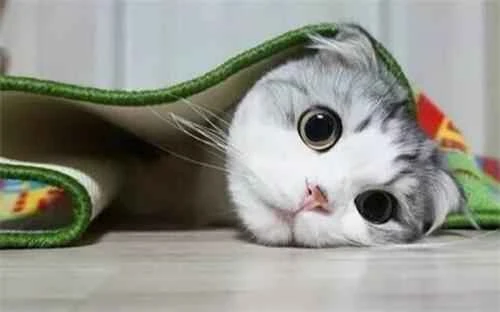 Do cats dream when they sleep? How long do they actually sleep?