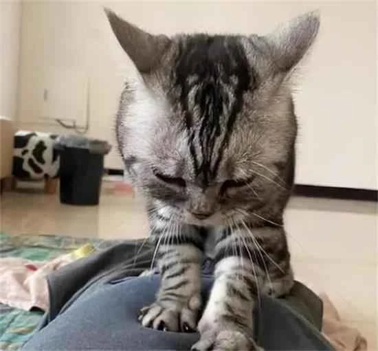 What is the significance of kneading behavior for cats?