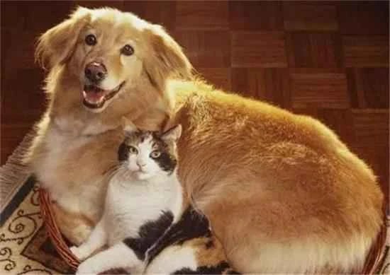 Are cats or dogs easier to raise?