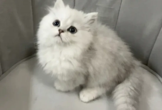 Why do cats tear up when they eat?