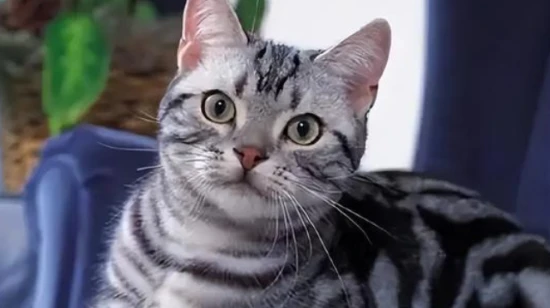 How to transport a pet cat home