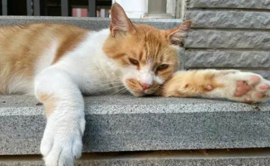 During the Lesser Heat solar term, here's how to raise a healthier cat.