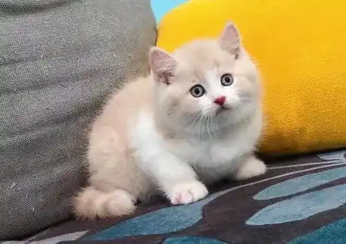 Why do cats like to drink foot bath water?