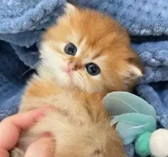 What do I need to prepare for cat transport?