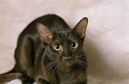 Five Dangerous Areas to Watch Out for When Keeping a Cat at Home