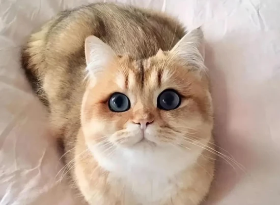 What to do about cat's ears losing hair? Analysis of large-area hair loss in cats' ears.