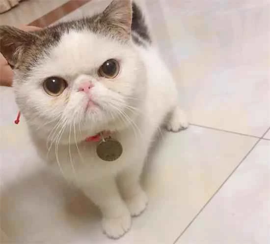 The cat is whimpering and making pitiful noises. The reason the cat keeps whimpering.