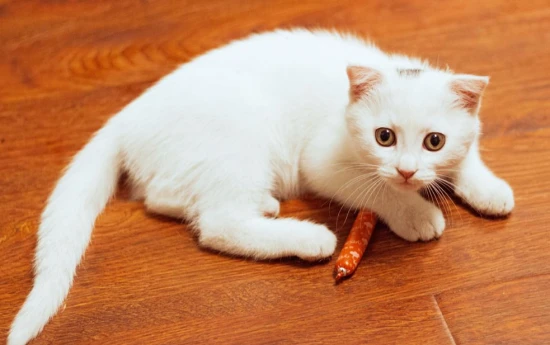 Can cats eat sausages?