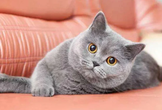 How much does a British Shorthair cat weigh? Check if your British Shorthair meets the standard.
