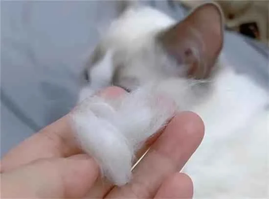 What's the fastest and most effective way to deal with cat shedding?