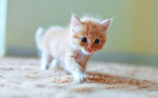 What should newborn kittens eat?