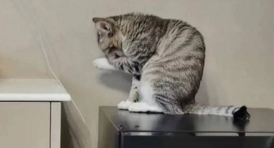 Why is my cat a little hunchbacked?