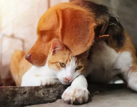 Can cats and dogs develop feelings for each other?