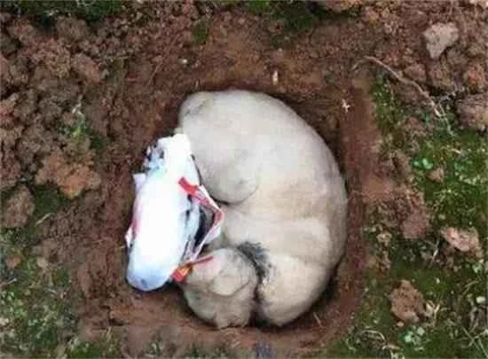 Where should I bury my dead cat?