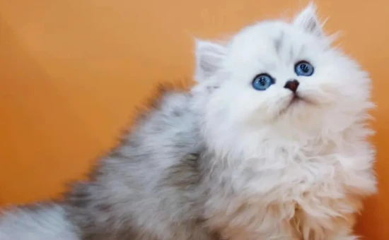 What are the advantages and disadvantages of Chinchilla cats?