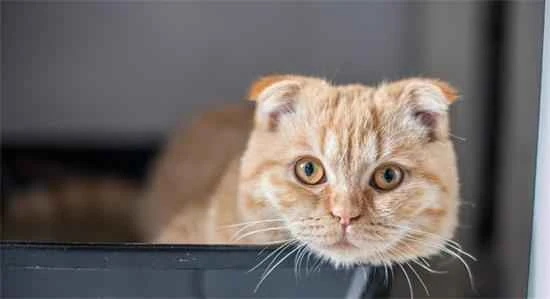 What does a cat sound like when it's angry?