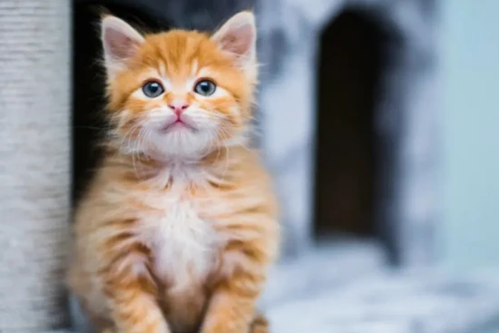 When should kittens receive their first vaccination?