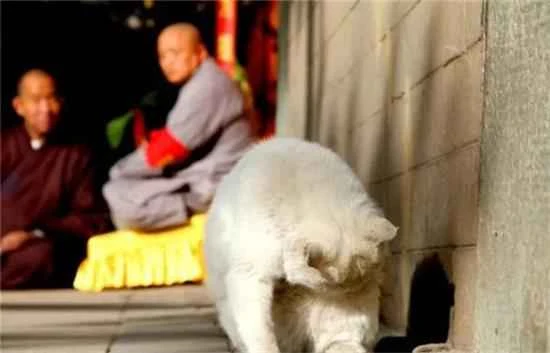 What do cats represent in Buddhism?