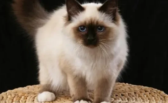 If a cat and a snake were to fight, who would win? And why are cats not afraid of snakes?