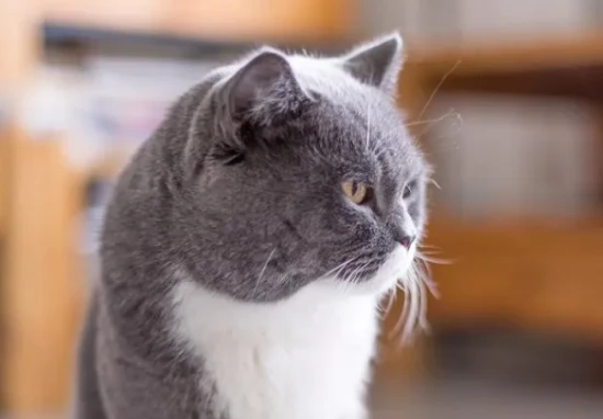 猫咪颜值排行榜前十名