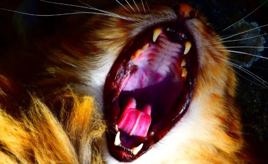 Top 10 ways to quickly recover from hoarseness in cats