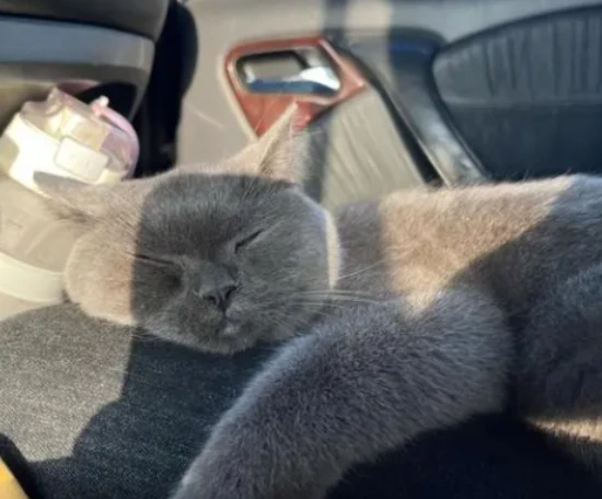 Do cats get carsick?