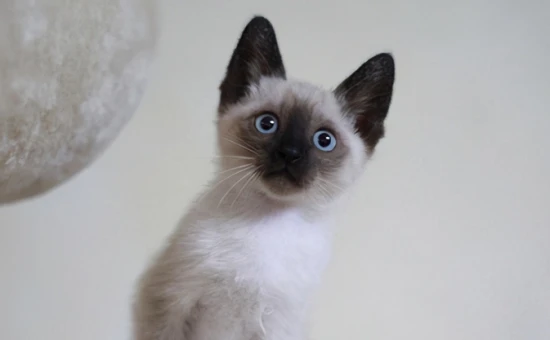 Will a cat get poisoned if it accidentally ingests even a tiny bit of human mouthwash?