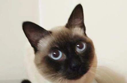 Can Siamese cats sleep with people?