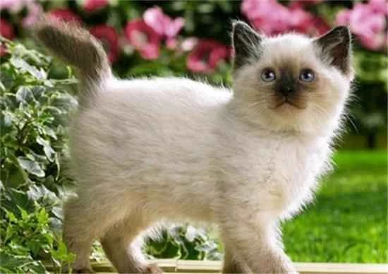 What does a kitten look like when it's dying?