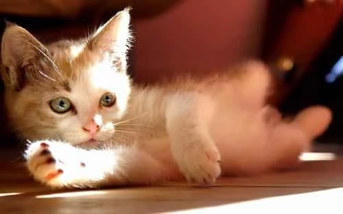 Are there any skills that cats absolutely must learn?