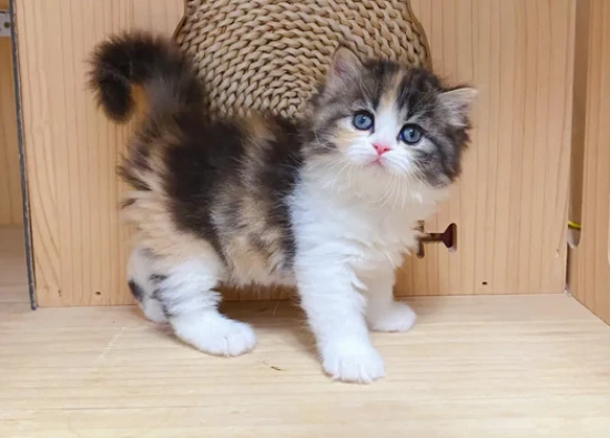 Why do cats hiss at other cats?