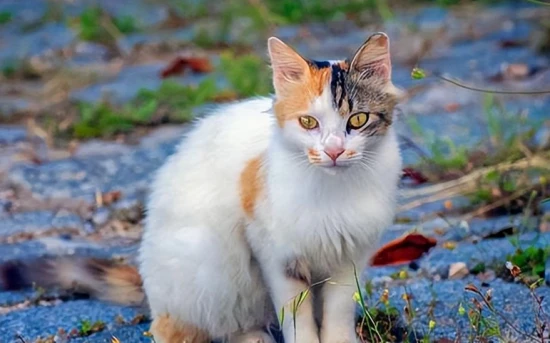 How many human years is equivalent to a 7-year-old cat?