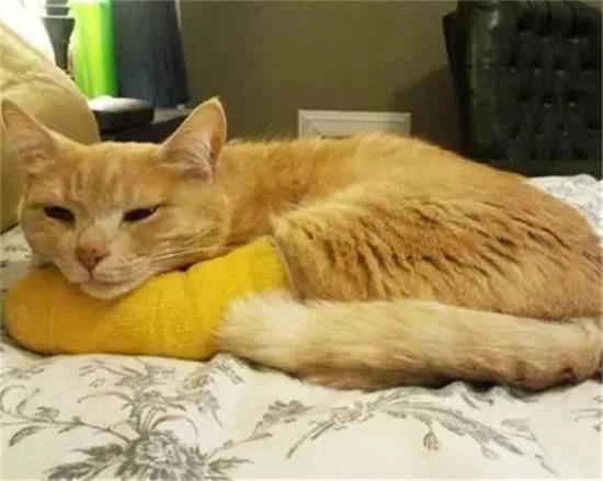 What are some of the behaviors a cat might exhibit after being hit?